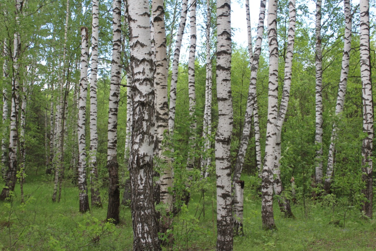 Лесное нижегородская область. Леса Шахунского района. Дикорастущие деревья Нижегородской области. Лес Арзамас. Лес из России.